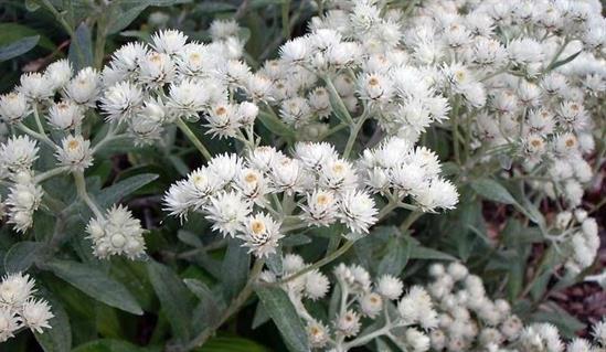 Аnaphalis Triplinervis - сибирски еделвайс, анафалис сребрист  (1007)